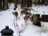 Santa's Reindeer in our backyard