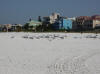 Gulls at Siesta Key