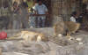 The "rea"l lions at MGM