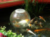 Fish swims inside bowl on pond