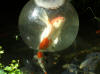 Fish swims inside bowl on pond