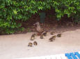 Baby ducks at Bahia