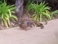 Baby ducks at Bahia