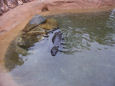 Seals at Bahia, Grace and Natasha