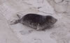 Baby seal
