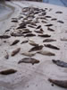 Lots of seals