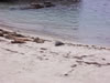 Seals