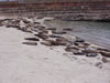 More Seals