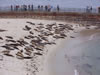 Seals