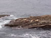 Seals on rocks